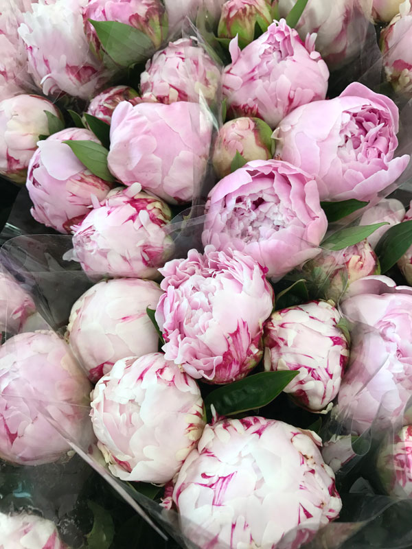 Lift up your daily rituals with flowers. Pink Peonies from Trader Joe's