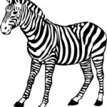 Black and white zebra clipart. Scalamandre zebra. See more at www.windowdesignsetc.com by Marie Mouradian