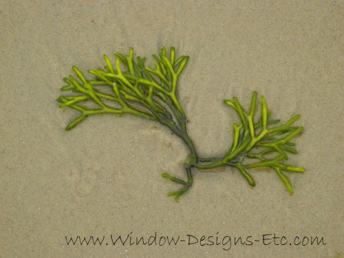 Green seaweed in the sand. Interior Design inspiration at the beach for a Cape Cod home. See more at www.windowdesignsetc.com by Marie Mouradian