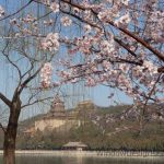 The Summer Palace and Longevity Hill in Beijing, China. Apple or cherry blossoms in the foreground.